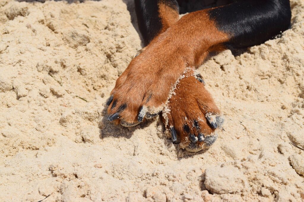 Perro lamido excesivo de patas