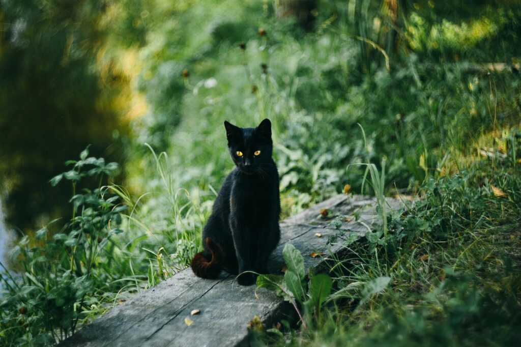 riesgos gato mascota negro halloween