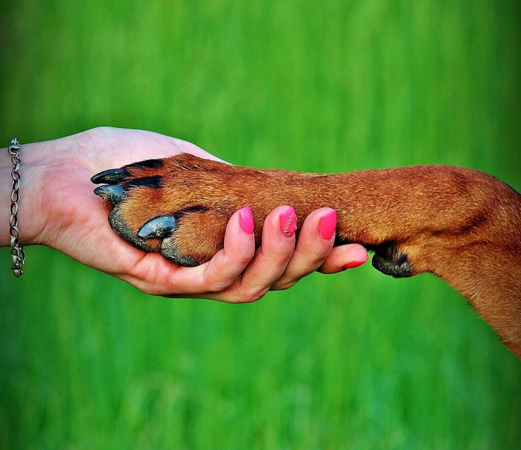 quemaduras en animales perros pata mano