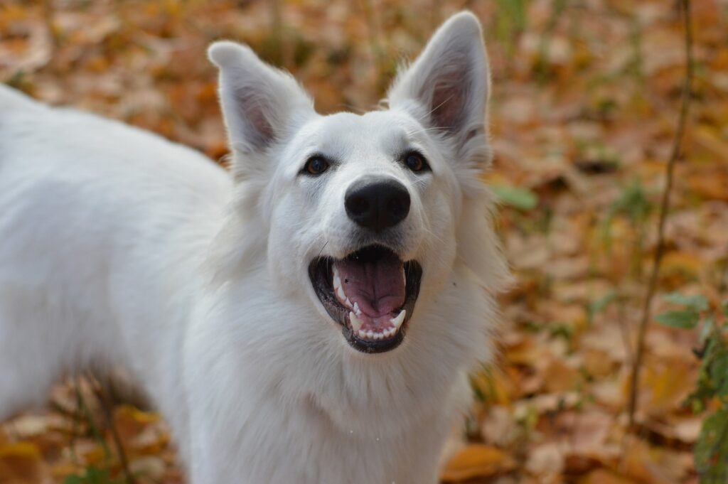 Perro otoño peludo 10 consejos sano feliz