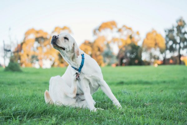 pueden los perros contraer gusanos de la carne cruda