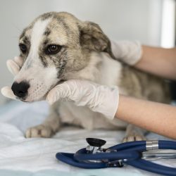 cerca-veterinario-cuidando-perro (3)