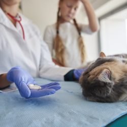 Vet giving to ill cat some pills